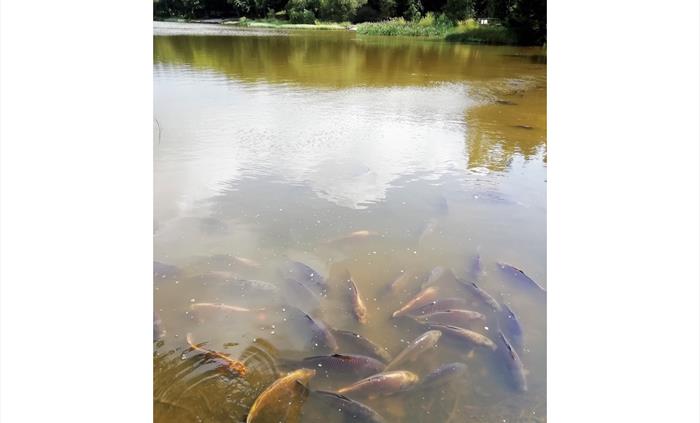 Gweryd Lakes Fishery
